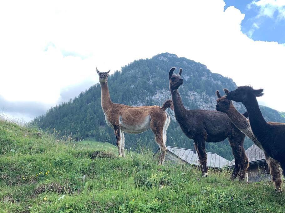 Jurte Beim Lama- & Alpakahof Triesenberg Ξενοδοχείο Εξωτερικό φωτογραφία